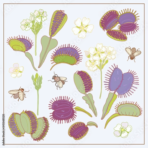 Fototapeta Dionaea muscipula hand draw vector set