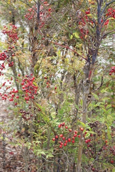 Fototapeta cherry tree