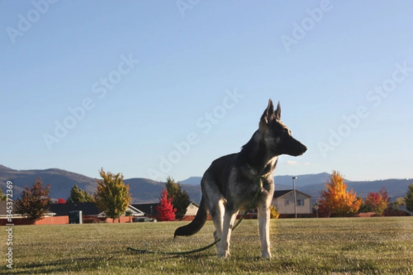 Fototapeta erman shepherd, puppy in fall
