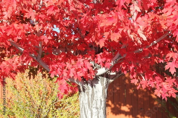 Fototapeta red tree in fall