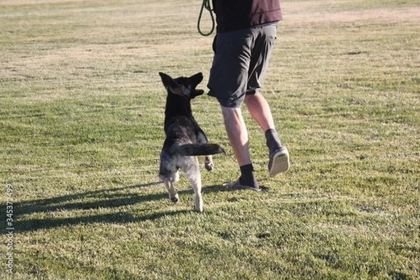 Fototapeta Dog Training Heel