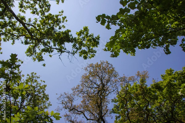Obraz Figueiró dos Vinhos