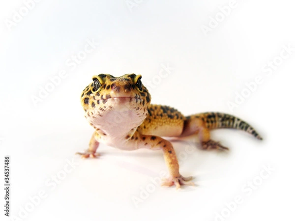 Obraz Leopard Gecko 2 - Eublepharis macularius