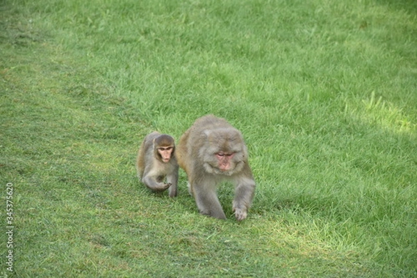 Obraz Rhesus Macaque