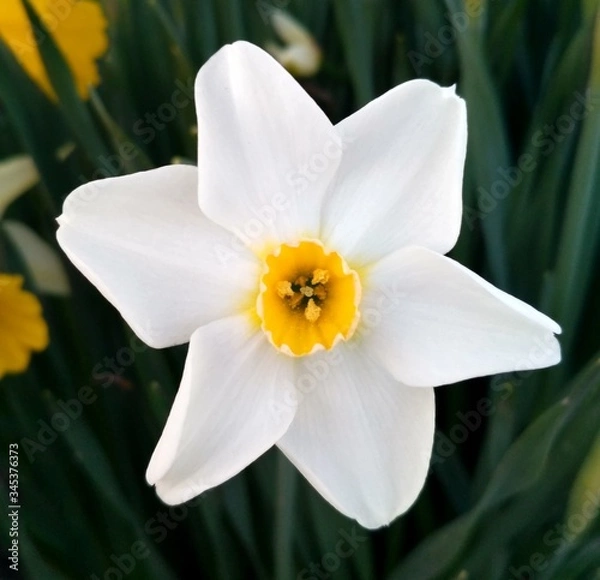 Obraz daffodil flower close up