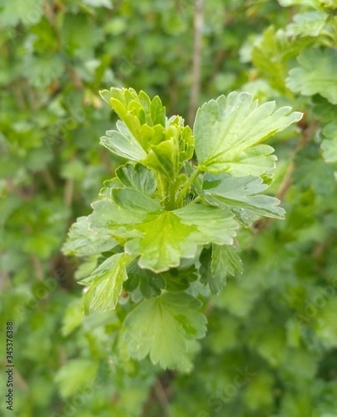 Obraz raindrops on a green leaf close-up