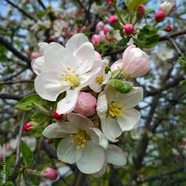 Fototapeta apple tree flowers close-up on a sunny spring day