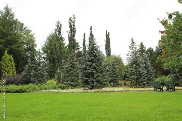 Fototapeta pine trees in the garden