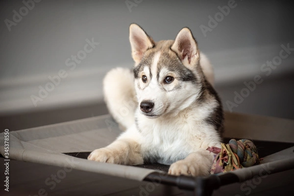 Obraz siberian husky puppy