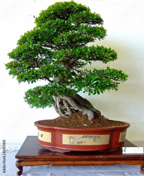 Fototapeta bonsai tree