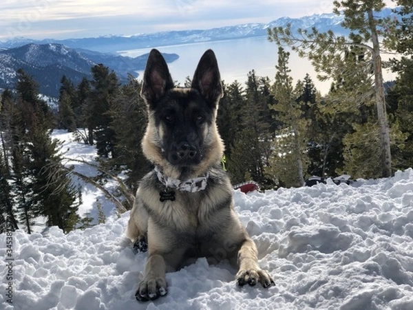 Fototapeta Shepherd in snow