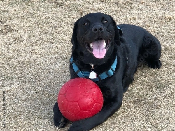 Fototapeta Lab with ball