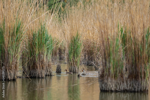 Fototapeta Schleierlöcher