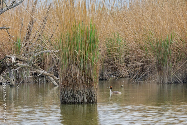 Fototapeta Schleierlöcher