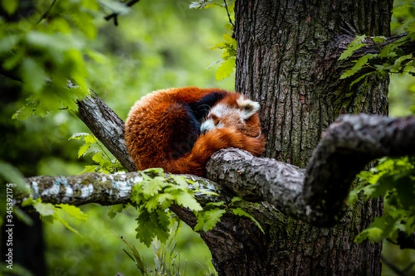 Fototapeta red panda