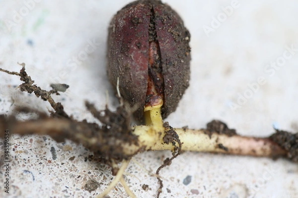 Obraz Kleine Eiche, Baum entsteht aus Nuss
