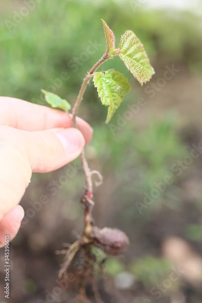 Obraz Kleine Eiche, Baum entsteht aus Nuss