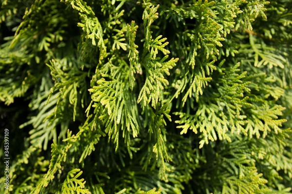 Obraz green fern background