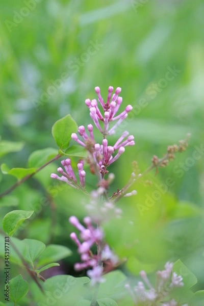 Obraz Seltene Blüte im Frühling