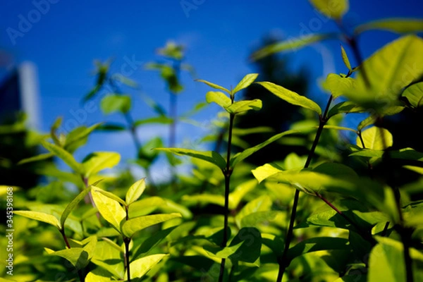 Obraz yellow flowers on blue background