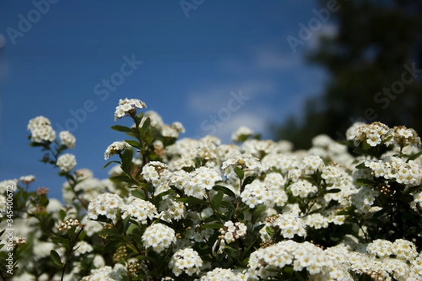 Obraz white flowers on blue sky background