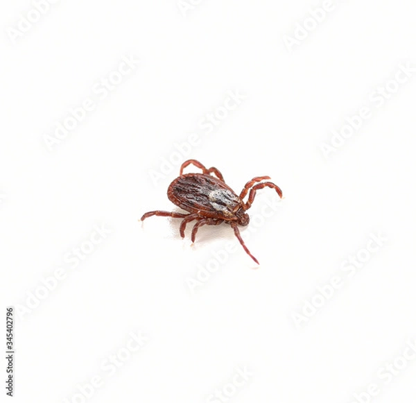 Obraz kleszcz Ixodes ricinus