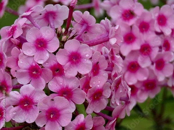 Fototapeta Pink phlox flowers