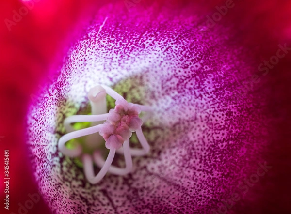 Obraz Bright gloxinia bud