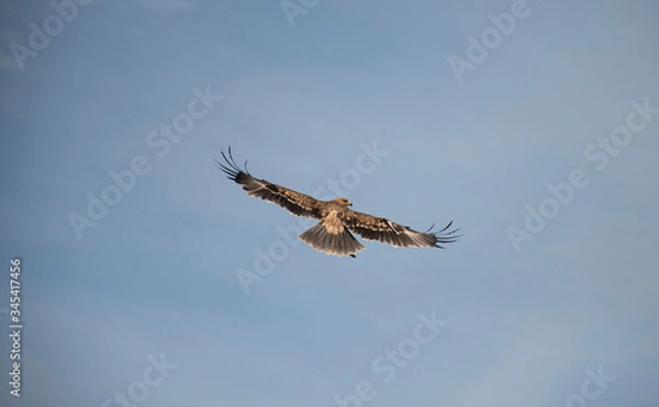 Obraz Big bird in the sky