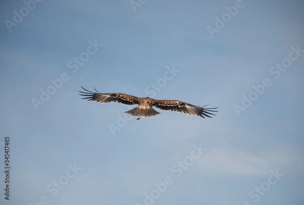 Obraz eagle in the sky