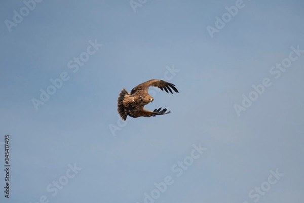 Obraz eagle in the sky