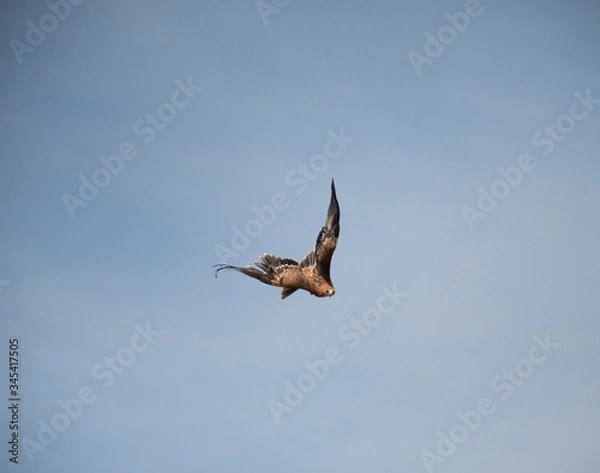 Obraz eagle in the sky