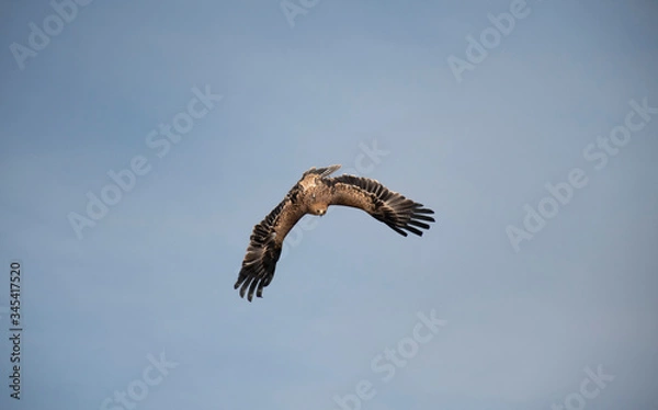 Obraz eagle in the sky