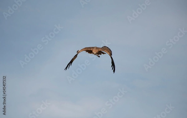 Fototapeta eagle in the sky