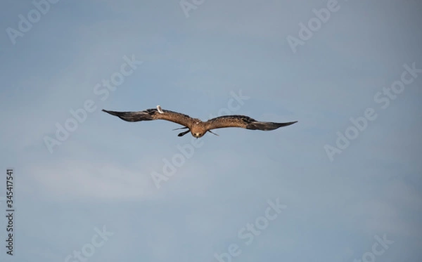 Obraz eagle in the sky