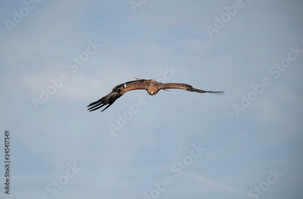 Obraz eagle in the sky