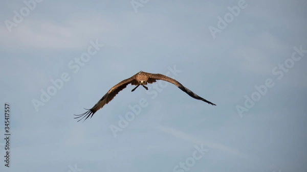 Obraz eagle in the sky