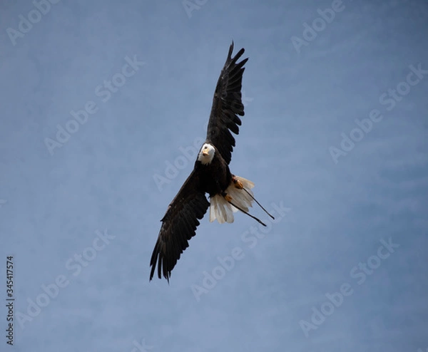 Obraz eagle in the sky