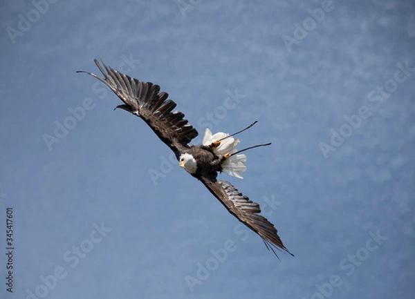 Obraz eagle in the sky