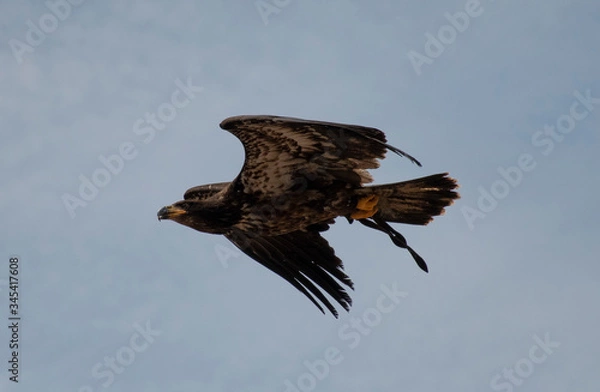 Obraz eagle in the sky