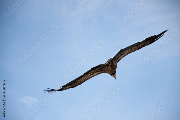 Obraz eagle in the sky