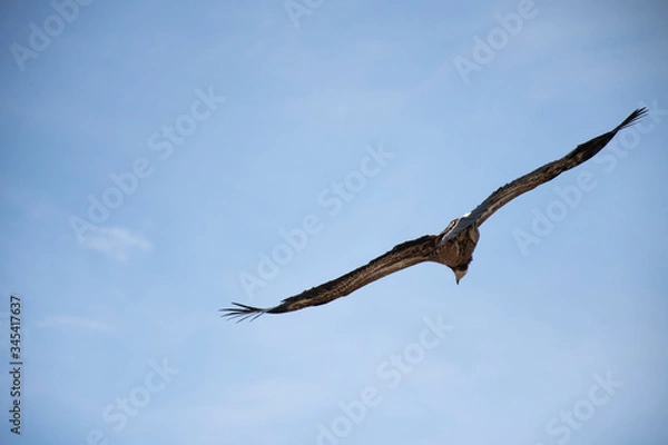 Obraz eagle in the sky