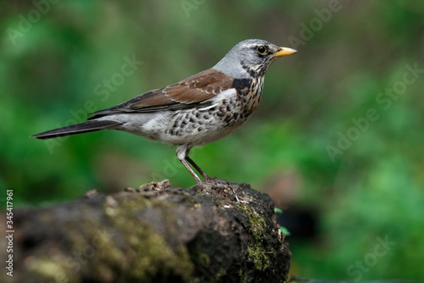 Fototapeta thrush the Fieldfare near the water in spring against the background of greenery