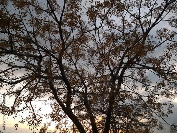 Fototapeta Trees and sky