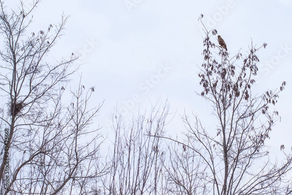 Fototapeta A falcon bird landed on a tree, besides a nest.