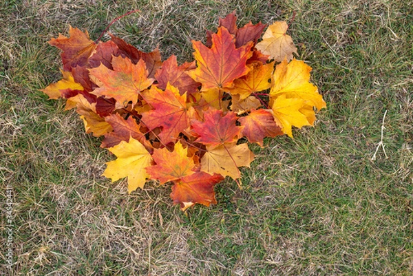 Fototapeta Colorful autumn maple leaves forming a hear shape.