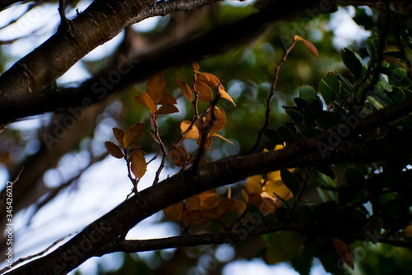 Obraz Hojas de Lenga