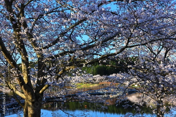 Fototapeta 春の平筒沼