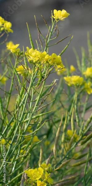 Obraz Flores amarillas