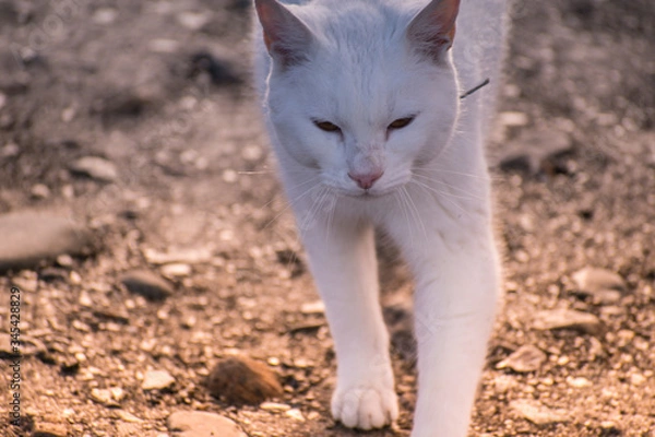 Fototapeta Gato blanco